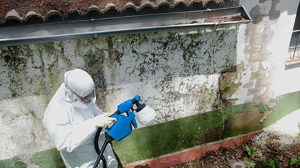 Top rated local Bathroom Mold Removal specialists in Safety Harbor, FL